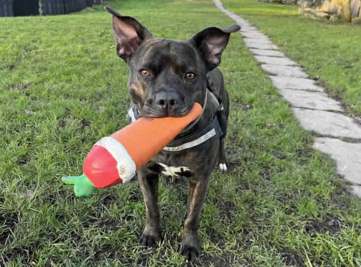 Please retweet to help Coco find a home #NEWPORT #WALES #UK 

Aged 5, poor Coco is stressed in kennels. He can live with children aged 12+ as the only pet in the home. 
He loves his toys 🎾🧸🦴

DETAILS or APPLY👇
rspca.org.uk/findapet/detai………

☎️ 03001230744
#dogs #animals #pets