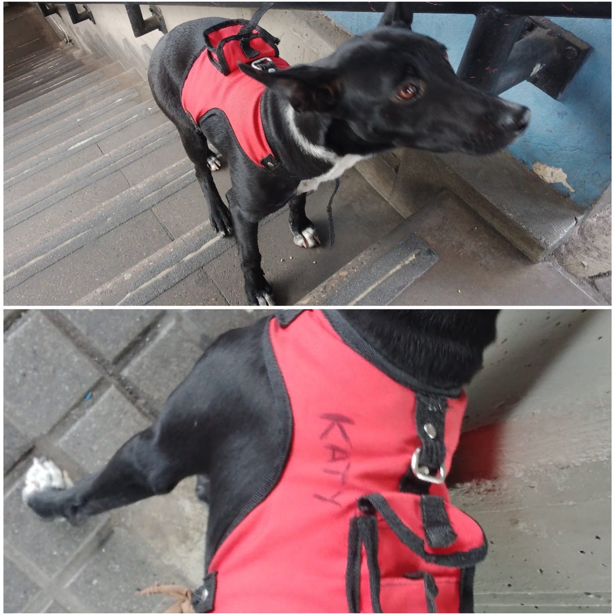 TransMilenio's tweet photo. Ella al parecer se llama Katy. Lleva más de tres horas solita en Portal 80, puede que sea otro caso de abandono en el sistema 😞

Estará con nuestros gestores, esperamos que esté extraviada y su humano de compañía venga por ella.

 ¡Ayúdanos a difundir! https://t.co/IiBxDmfAMJ