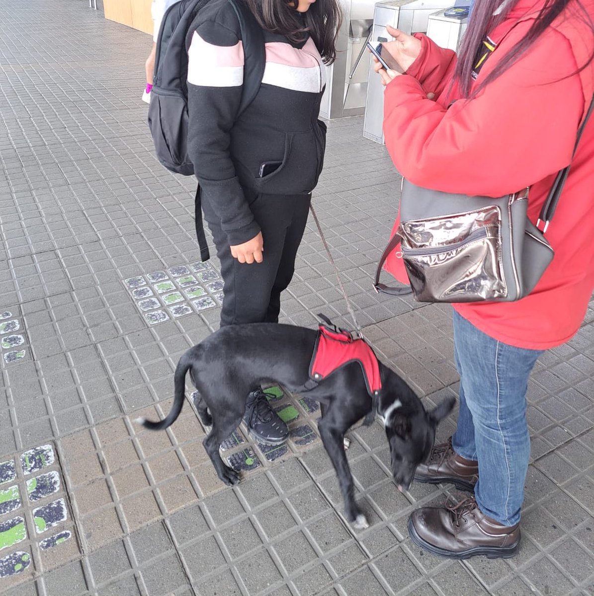 TransMilenio's tweet photo. Ella al parecer se llama Katy. Lleva más de tres horas solita en Portal 80, puede que sea otro caso de abandono en el sistema 😞

Estará con nuestros gestores, esperamos que esté extraviada y su humano de compañía venga por ella.

 ¡Ayúdanos a difundir! https://t.co/IiBxDmfAMJ