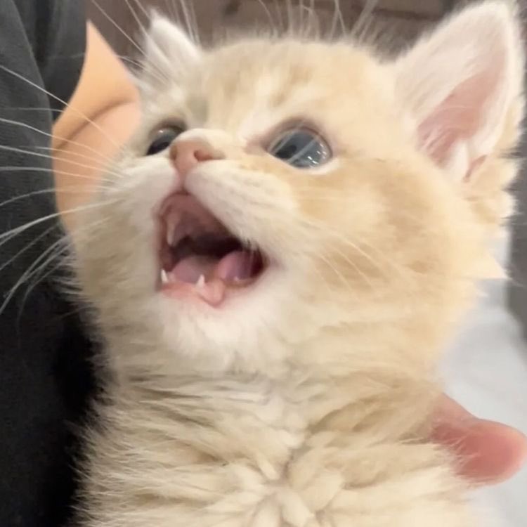 txt as cats ! tweet media