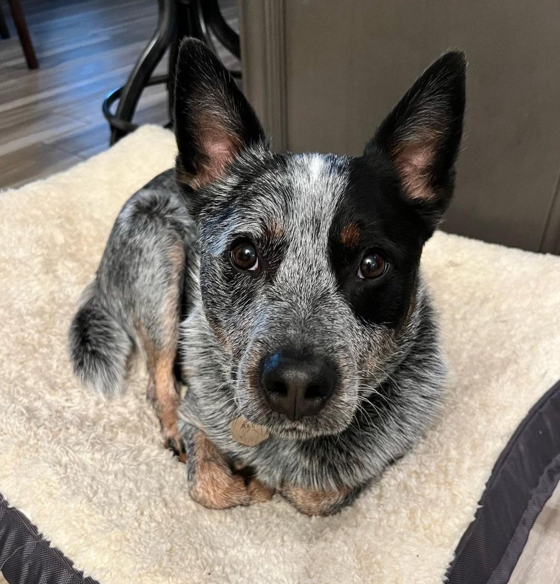 heelersbot tweet media