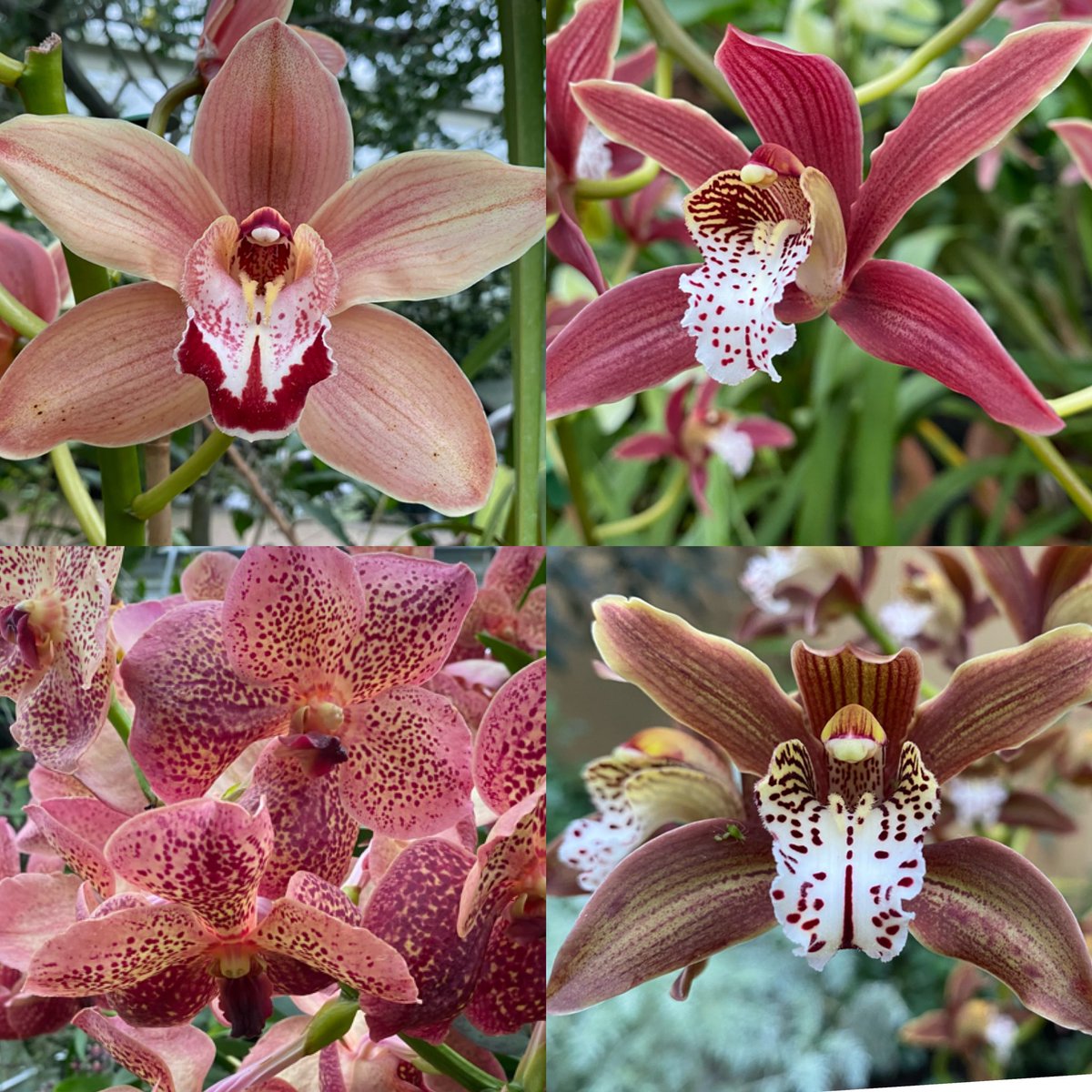 RPOQuinlog's tweet photo. Impressive display of orchids inspired by Cameroon’s beauty &amp; diversity #orchidfestival @kewgardens https://t.co/syHsccYRNV