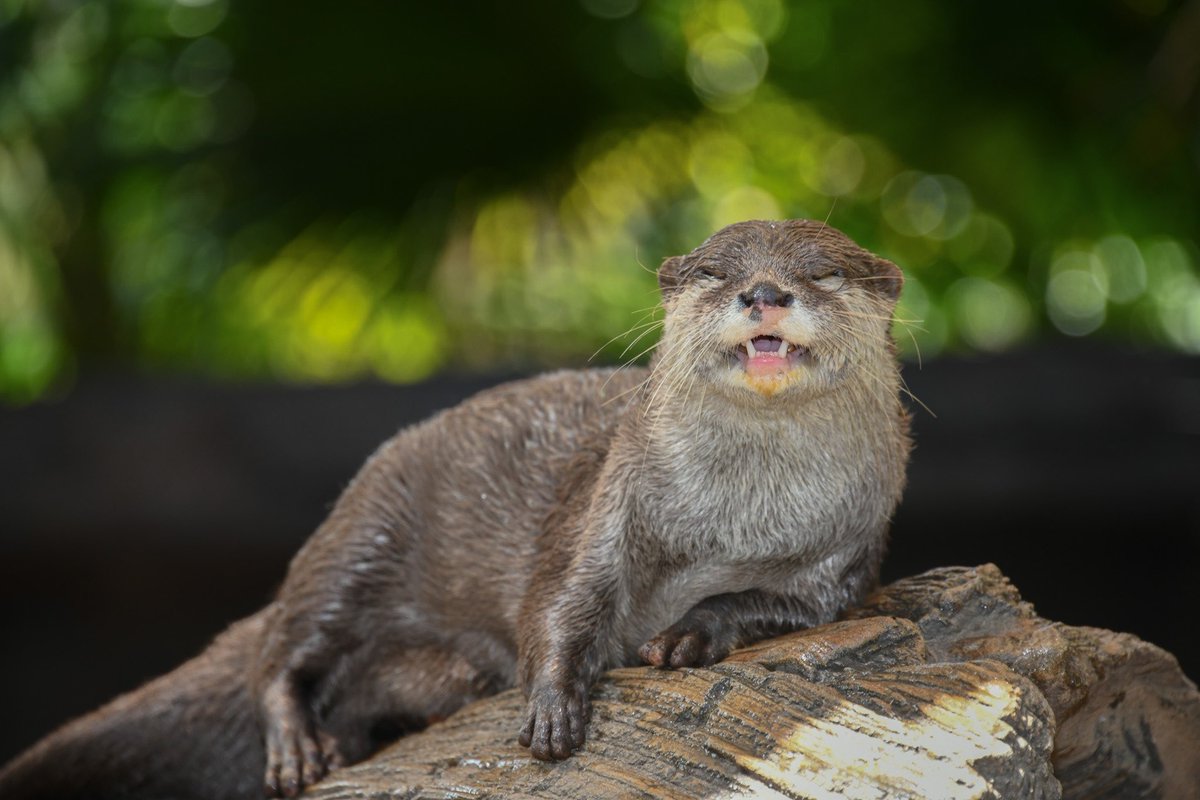 Australia Zoo tweet media