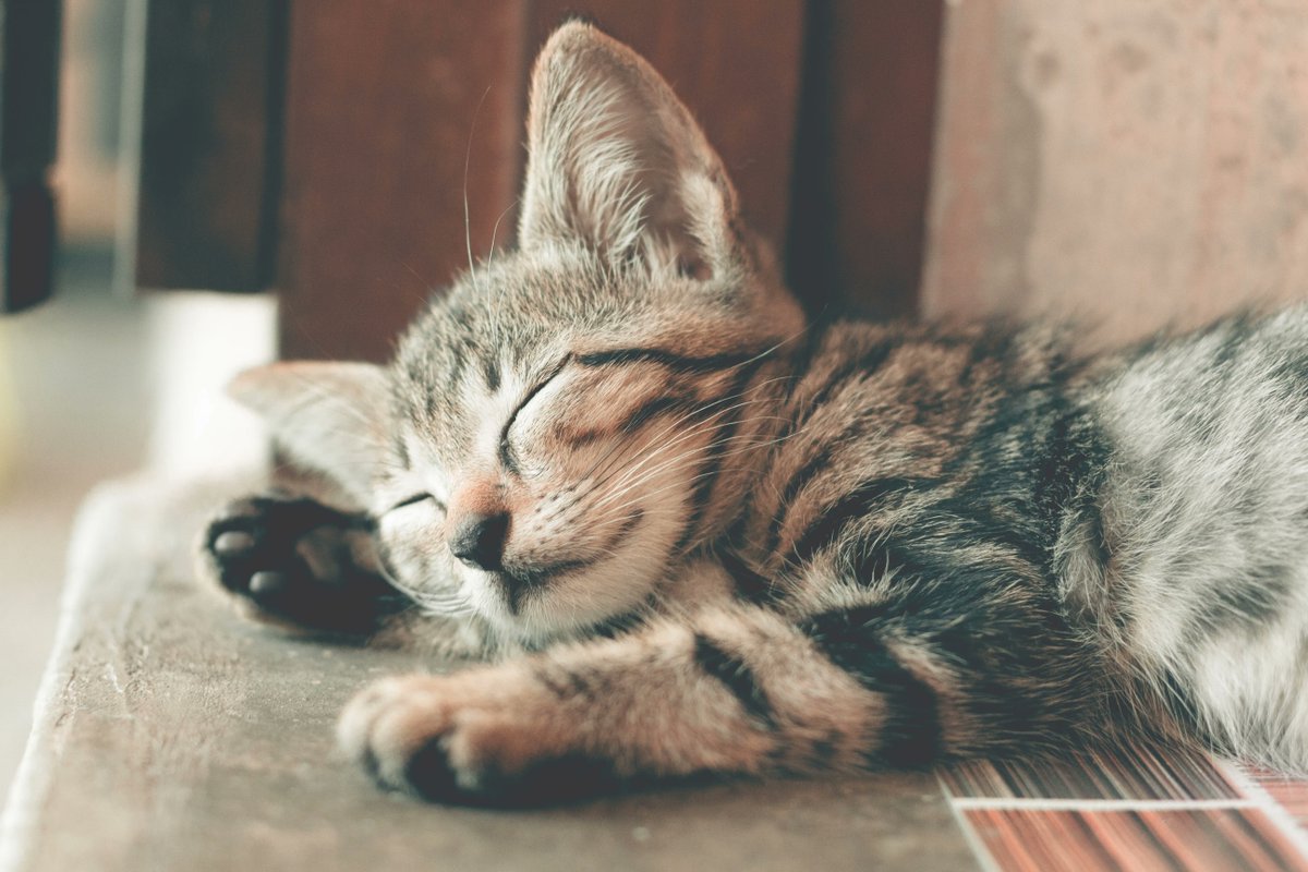 SooCuteNews's tweet photo. Oh to be a cat 😊 

#cat #welovecats #furbaby #kittens https://t.co/cwiVqe95UN