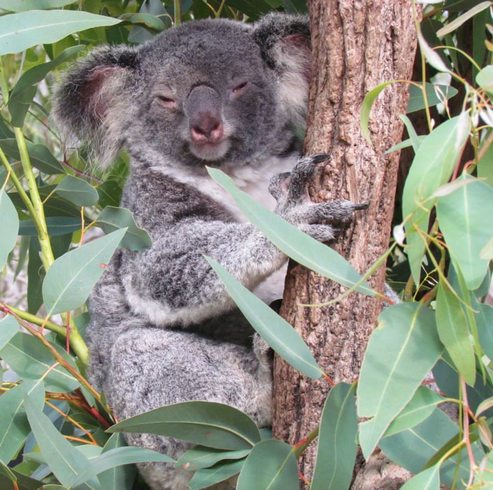 The Australian Government is forming the first national Koala Recovery Team.  It's seeking EOIs from organisations involved in koala conservation to join the Koala Recovery Team Community Advisory Committee. 
EOIs close 10 February. Details: rb.gy/wpl9di