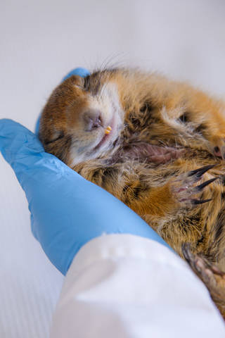 Tag someone who makes you feel like this.

With funds from a grant through <a target='_blank' href='http://twitter.com/NASAArmstrong'>@NASAArmstrong</a>, scientists studied how arctic ground squirrels retain muscle and bone mass while hibernating, which could apply to future astronauts on long-duration space missions: <a target='_blank' href='https://t.co/eDAsA1Imgx'>https://t.co/eDAsA1Imgx</a> <a target='_blank' href='https://t.co/9A0zWeINTj'>https://t.co/9A0zWeINTj</a>