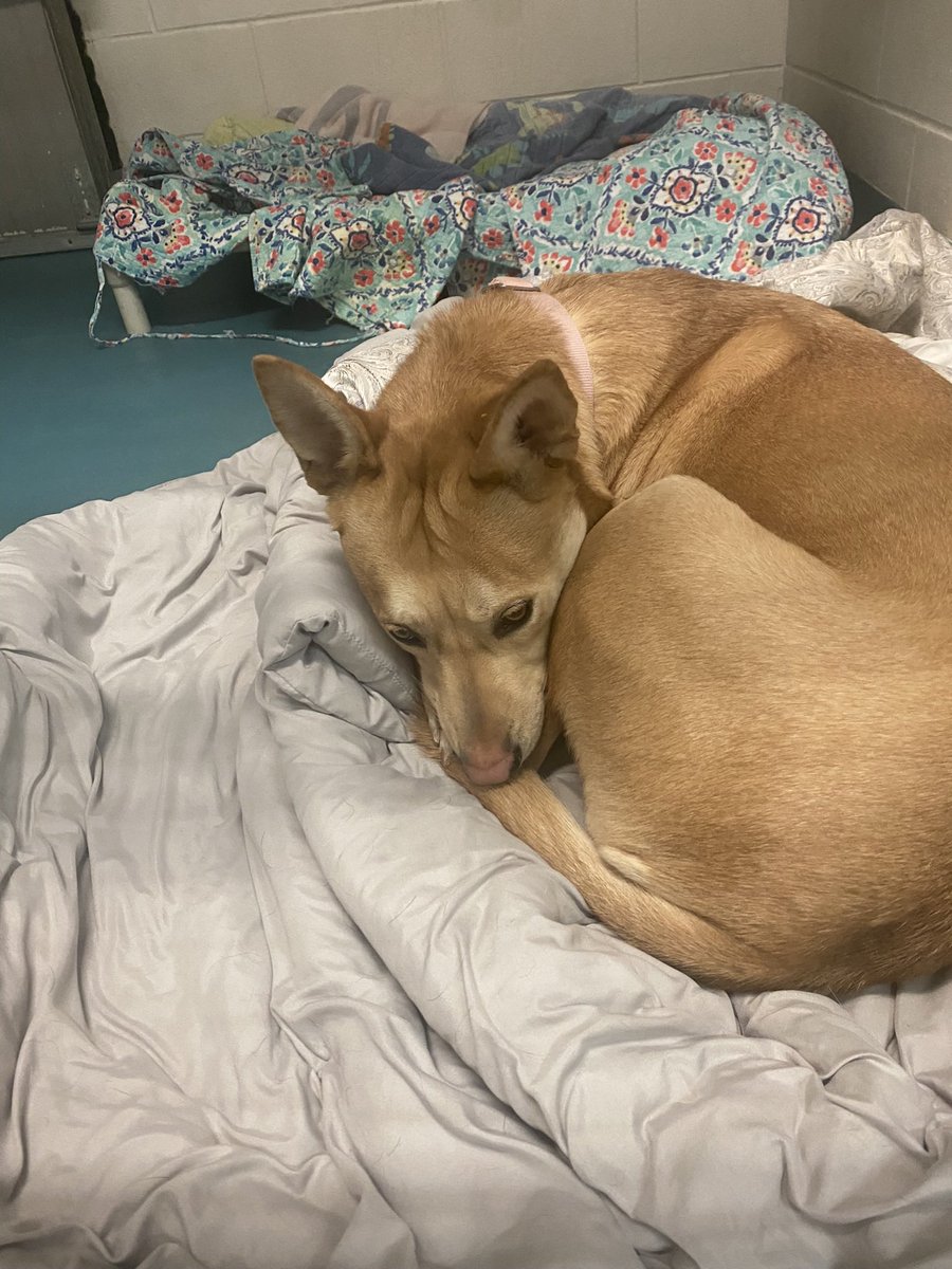 emmatemplee's tweet photo. I fell in love with dallas a while ago and visit with her often. Unfortunately, she doesn’t do well with other animals. Nonetheless, she has been here 2 years and needs a home ASAP. She’s a little slow to warm up but now she gently takes treats from my hands &amp; let’s me pet her 💖 https://t.co/frYQQkXrGE