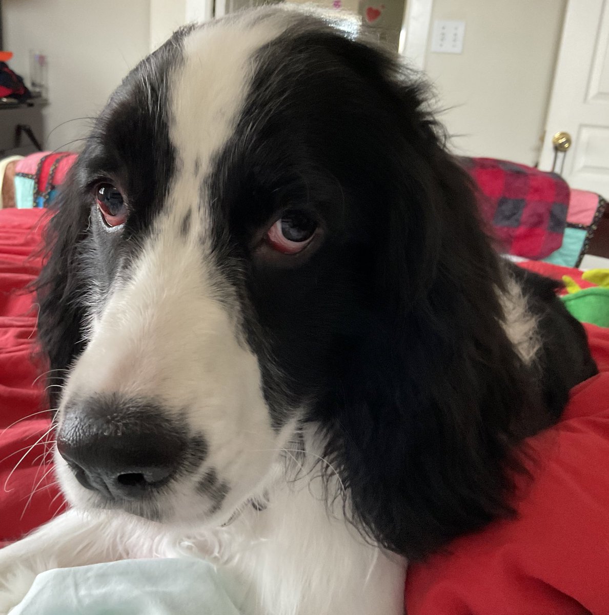BCCardiacKid's tweet photo. Mr. Milo after his first visit with the groomer. He doesn’t really have fur, it’s much more like super fine, whispy hair. Now it’s super soft and he’s full of beans. @DogsOfTheCFL #CFLdogs #dogsoftwitter https://t.co/WRPysO65rD
