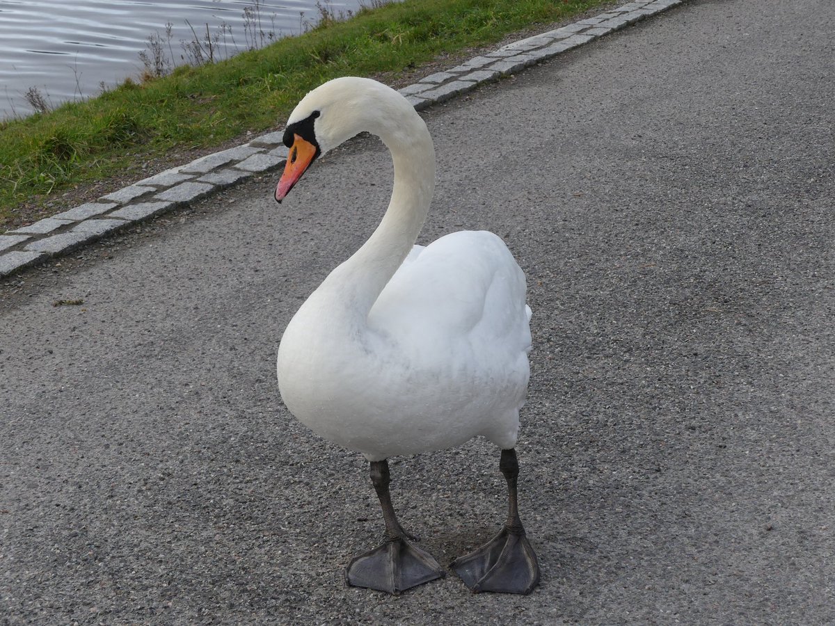 These two #swans were following me yesterday at Clachnaharry. 

@SwanwatchUk #swanwatch 

#swan #nature #birds #naturephotography #wildlife #bird #photography #naturelovers #swanlovers #birdphotography #wildlifephotography #animals #muteswan #swanphotography