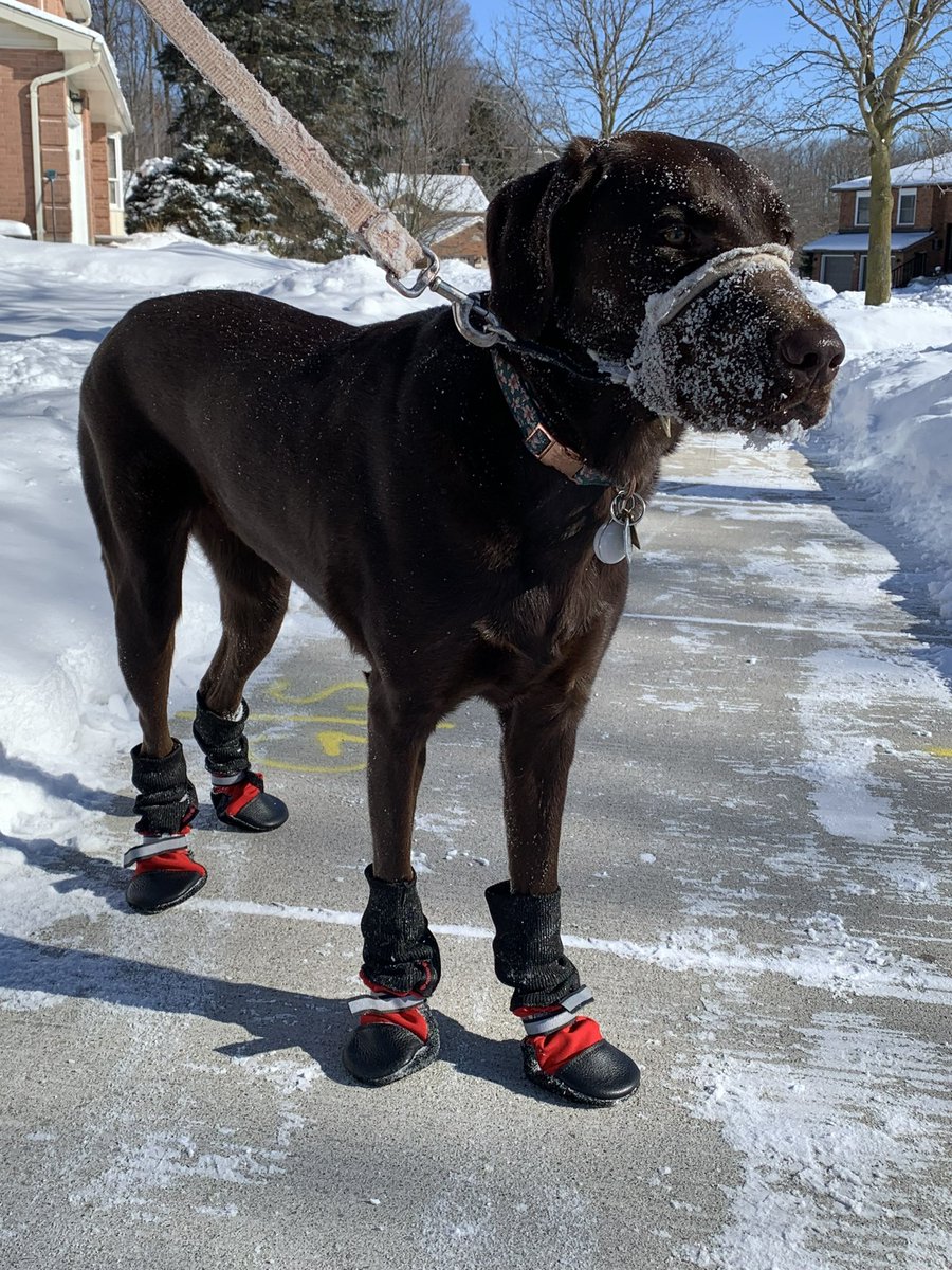 ToastyToesWR's tweet photo. Even #WinnieThePooper enjoys having #ToastyToes!

If this arctic blast has you thinking about our neighbours who need warm dry socks, you’re not alone. 
You can donate to the #ToastyToesFund any time of year👉🏻https://t.co/fyoeU2stAr https://t.co/IOZ6xFevgD