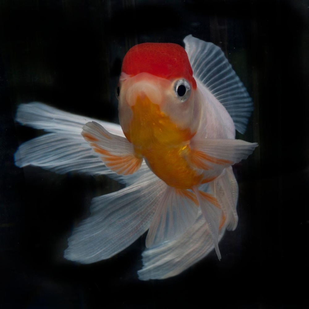 PurePhoto's tweet photo. Tropical Fish by Michael Filonow
@mfilonow #purephoto #fineartprints #artcurator #fineartphotagraphy #onlineartsales #photocurator #fineartists #onlineartgallery
https://t.co/ryB7gHHXcS https://t.co/fNL38yTz3g
