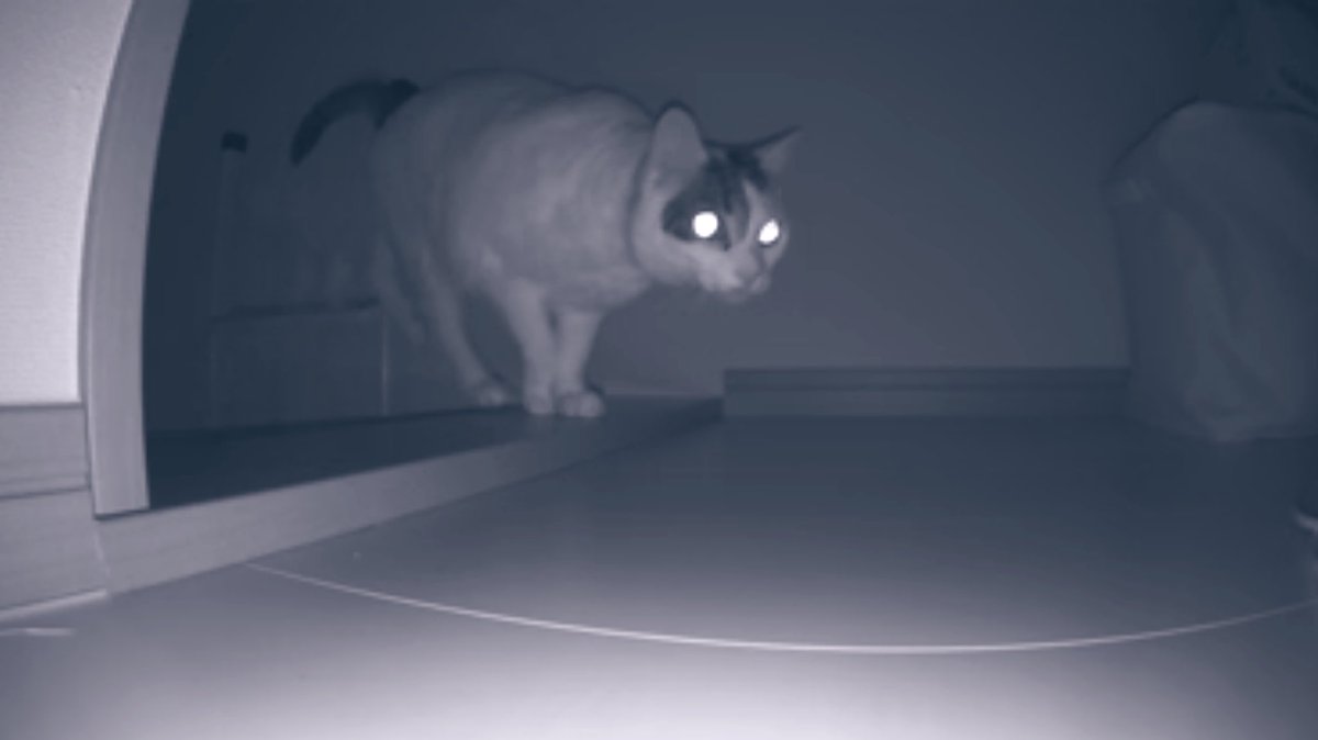 cat no humans animal focus animal indoors monochrome dark  illustration images