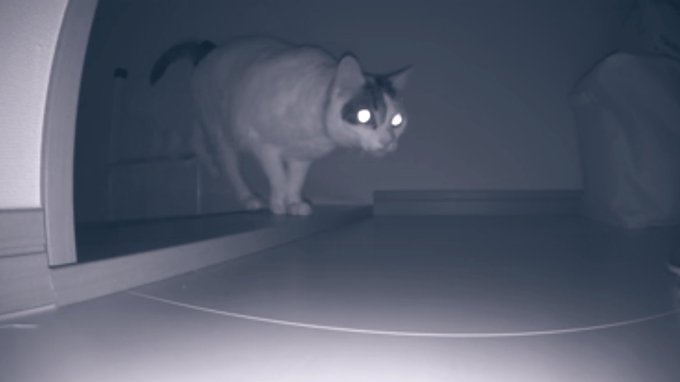 ロフトに仲間を呼ぶ猫 
