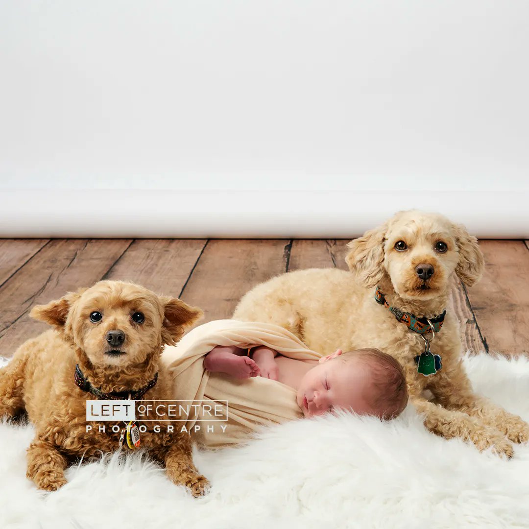 These pups might be stealing the show!!
•
•
•
•
•
#newbornphotography #newbornphoto #babyphotography #newbornphotoart #babyposing #georgetownnewbornphotography #newbornphotographerhaltonhills #locps #leftofcentrephotography #locpscom #babynewbornphotography #expectingababy