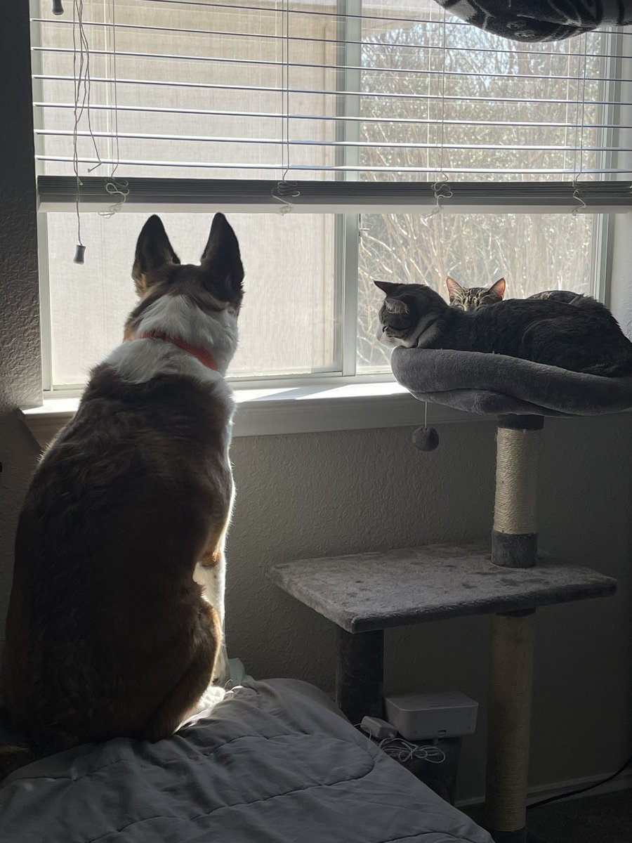 VolcomWolf's tweet image. They all love the window 🧡