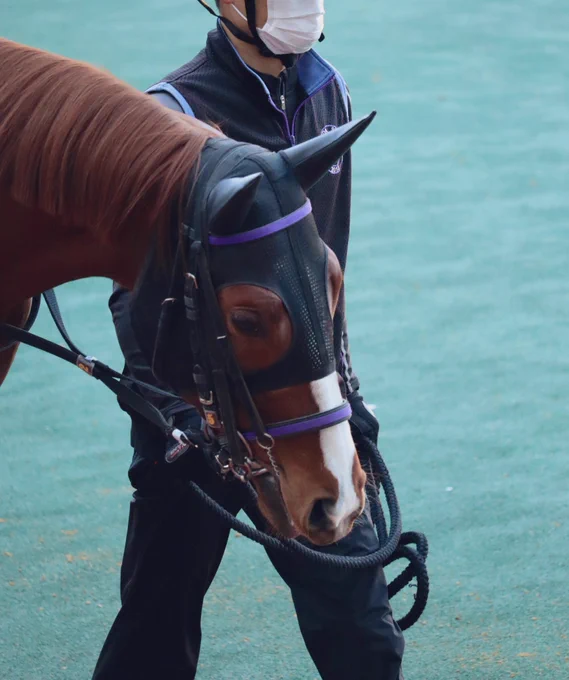 人生初、中央競馬現地観戦&amp;どて煮!どて煮はバトゥーキくんがご馳走してくれました。なんて馬主孝行なんだ 