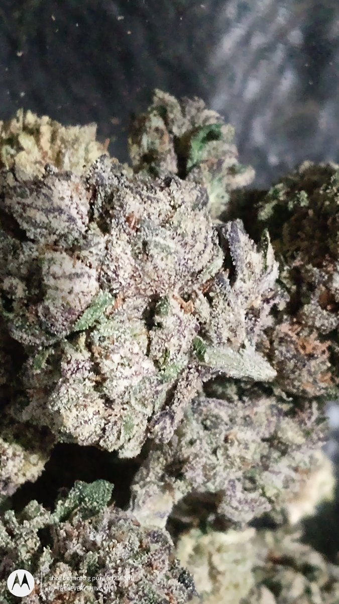 thc4everything's tweet image. Motorbreath X I94   #TrapHouse #FireAF #WeedLife #cannabislife #CannabisCommunity #cannabisculture