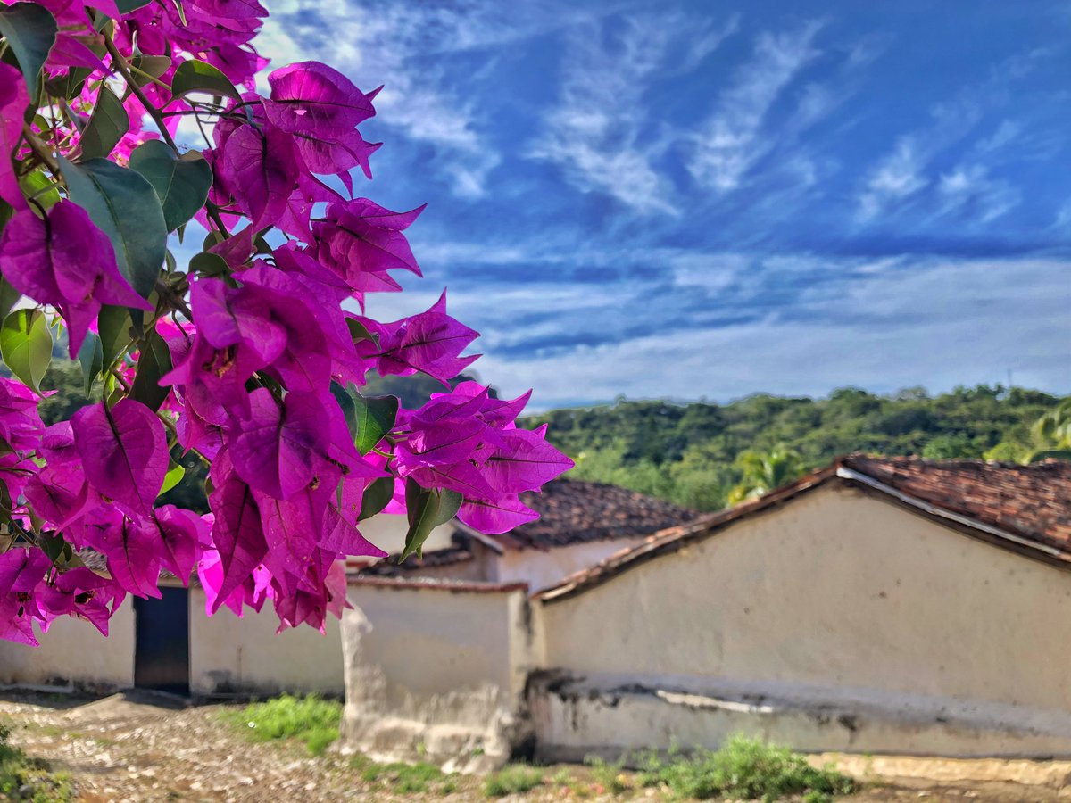 sinaloa_sectur's tweet photo. Te invitamos a visitar Copala #PuebloSeñorial, un pintoresco pueblo minero en la sierra de Sinaloa, que pertenece al municipio de #Concordia, donde  además de sus bellas y coloridas calles, probarás el tradicional Pay de plátano. 

#EstoEsSinaloa
#VisitSinaloa https://t.co/GDMYWn1SeB