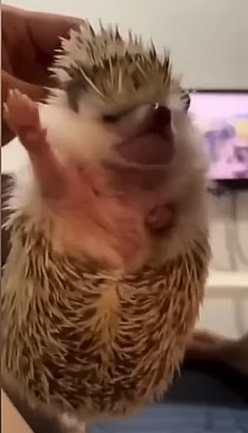 UlaZerg's tweet photo. la mascota de biyin https://t.co/JsLRetmzpb