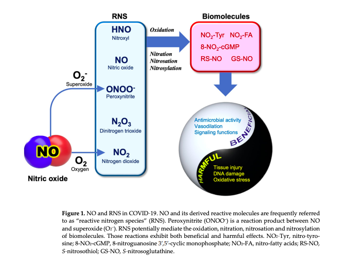 HealthyFellow's tweet photo. Nitric Oxide Produced by #Ascorbate for #Prevention &amp; Mitigation of #COVID19 

https://t.co/xjQebz5uzY 

@_atanas_ @_INPST @ScienceCommuni2 @DHPSP @DrPalmquist @Grimhood @BowTiedVitamins @Mangan150 @Tweet_Nutrition @EddieRDMD @BrianLenzkes @ChrisMasterjohn @heniek_htw @AzCIM https://t.co/9rst0cja2S