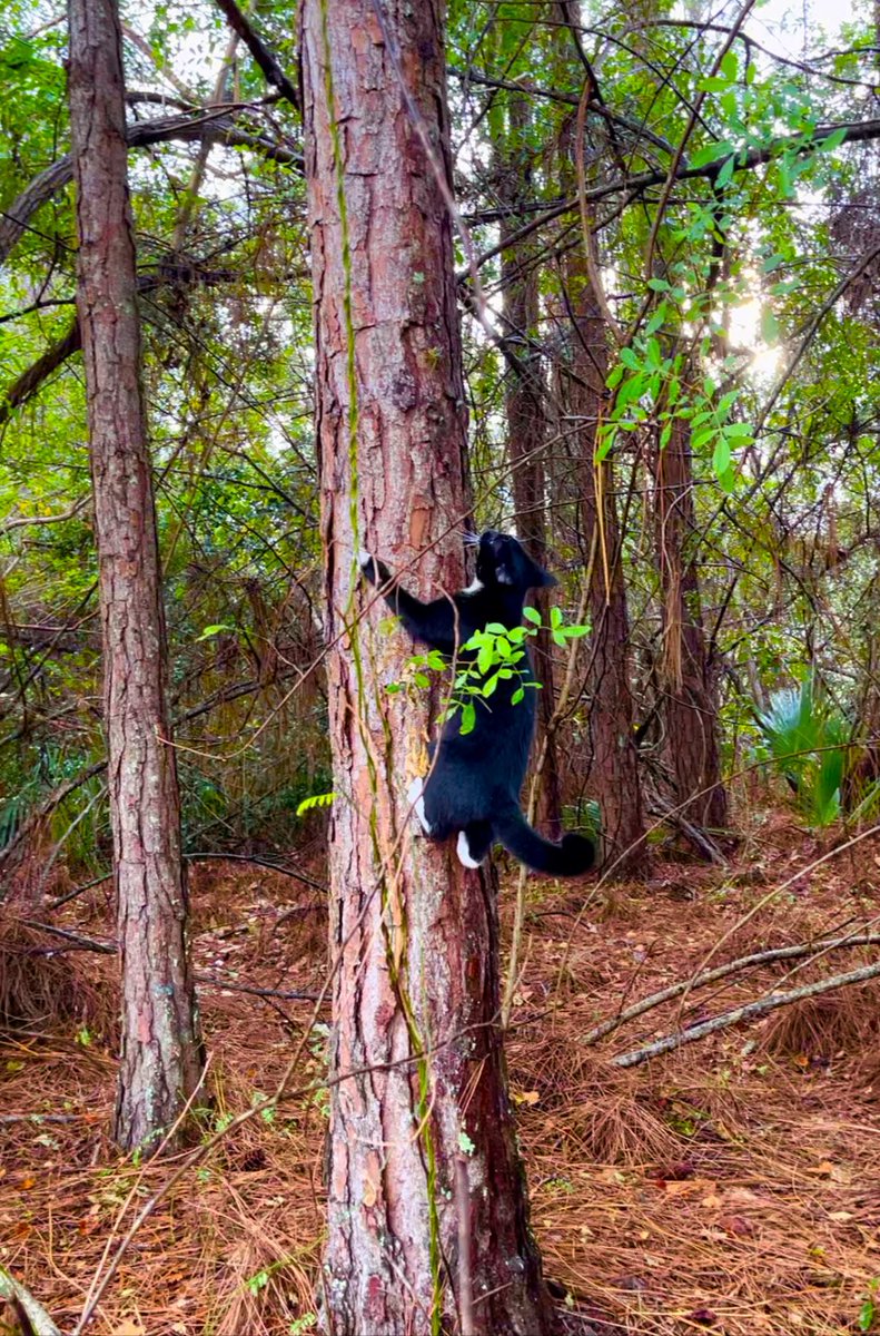 forpoochessake's tweet image. Watching Blackie and Baby play #makesmesmile . Unlike #indoorcats who have fancy #scratchingposts and #climbingtowers , #nature is their #playground . It’s the #realthing for #cats #inthewild .