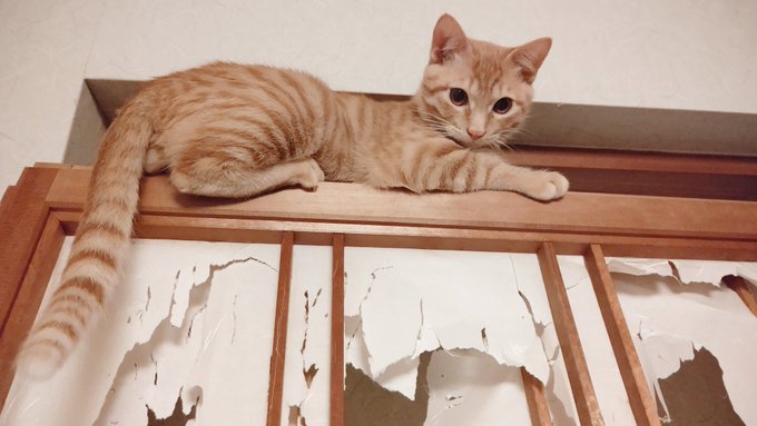 代わりにネコチャンたちの合作障子アート載せとく… 