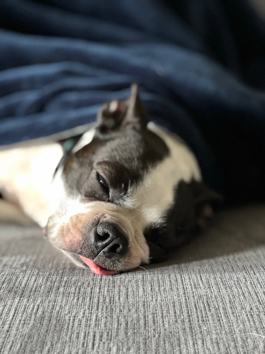 SaraKilmury's tweet photo. @bunsenbernerbmd Meet Aggie! https://t.co/0Eh1bu1CTG