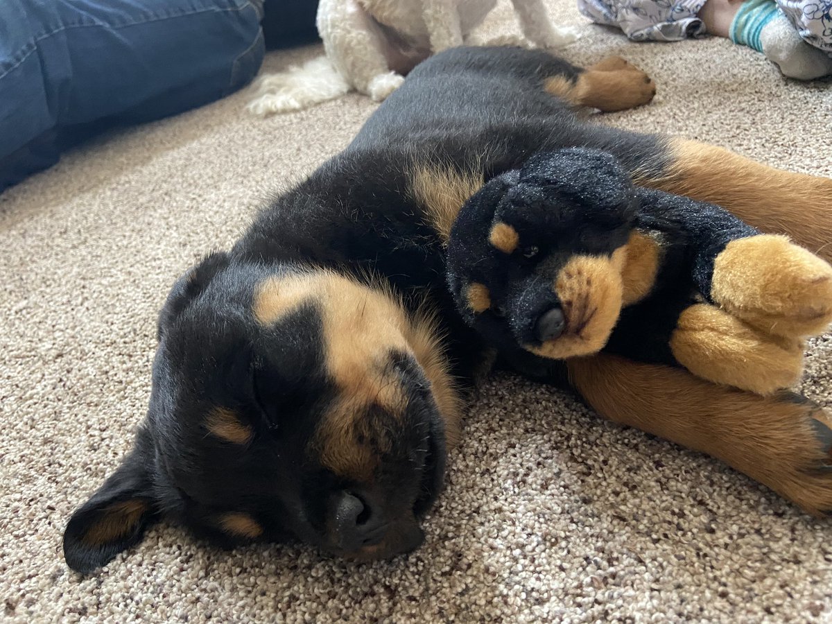 Terri8A's tweet photo. Puppies are pure joy. #BaxterBooBaby https://t.co/ip724NE83M