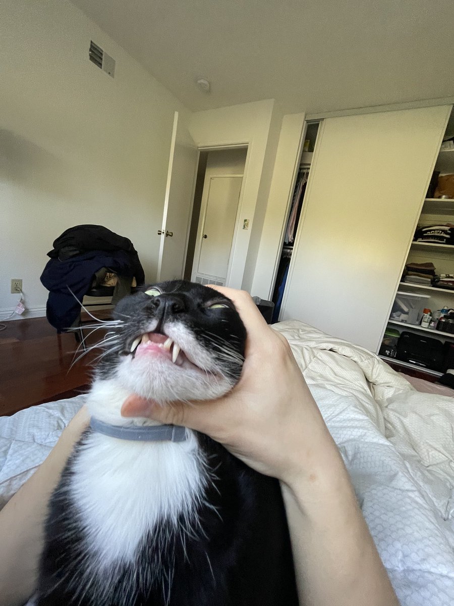 Tim Chang on Twitter "My cat woke me up by kneading on my stomach, so