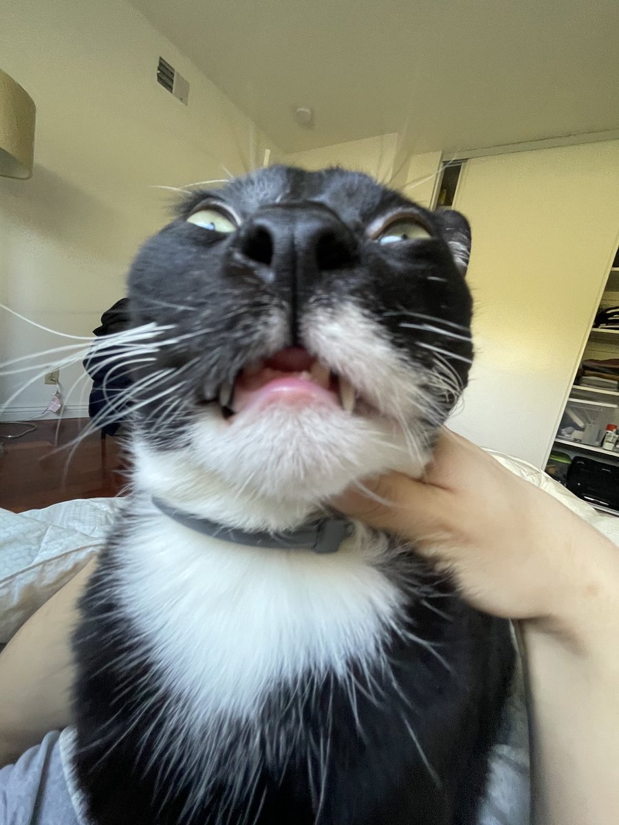 Tim Chang on Twitter "My cat woke me up by kneading on my stomach, so