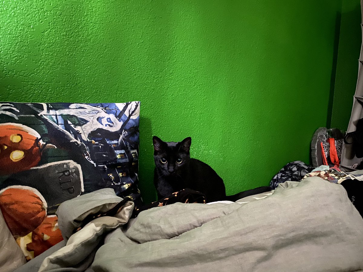 AndradeJoceylin's tweet photo. Shadowโจ๐โโฌ๐
#blackcat #huntermode #cat https://t.co/ImfkiH2QSg