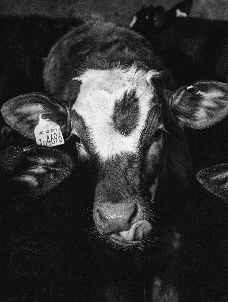 elizaCThomp's tweet photo. Just incase anyone has forgotten I did photography before farming and have been slacking on it big time this past year! https://t.co/swbWhYHKjl