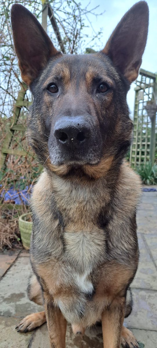 K999Cops's tweet image. Approx 30 persons were asked to move on by officers in Telford this evening following disorder, they refused and anti social behaviour continued...PD Nero arrived, he asked and magically all parties swiftly departed 🪄🐕 #policedogs