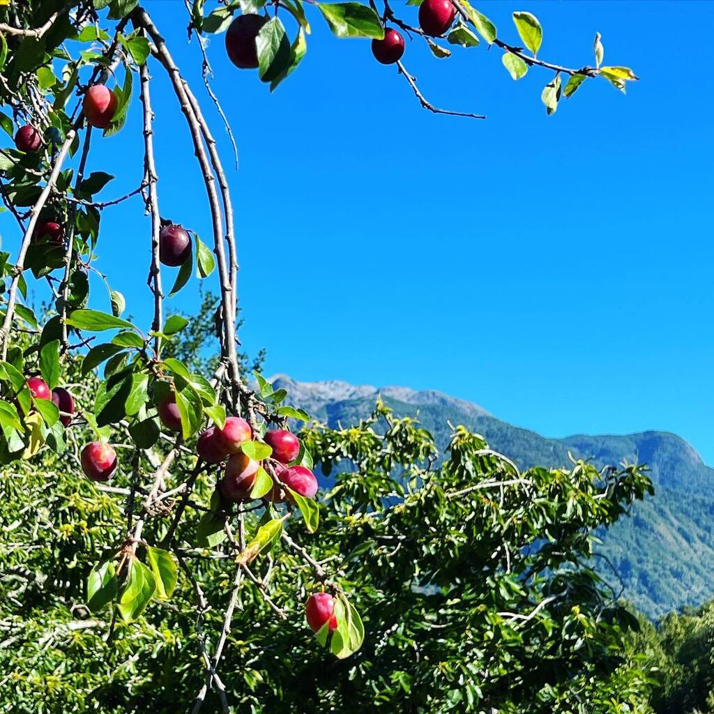 Ripe plums, hanging in an abandoned orchard.
Small rewards.
#tribe4 instagr.am/p/CoQZJZmPB-o/