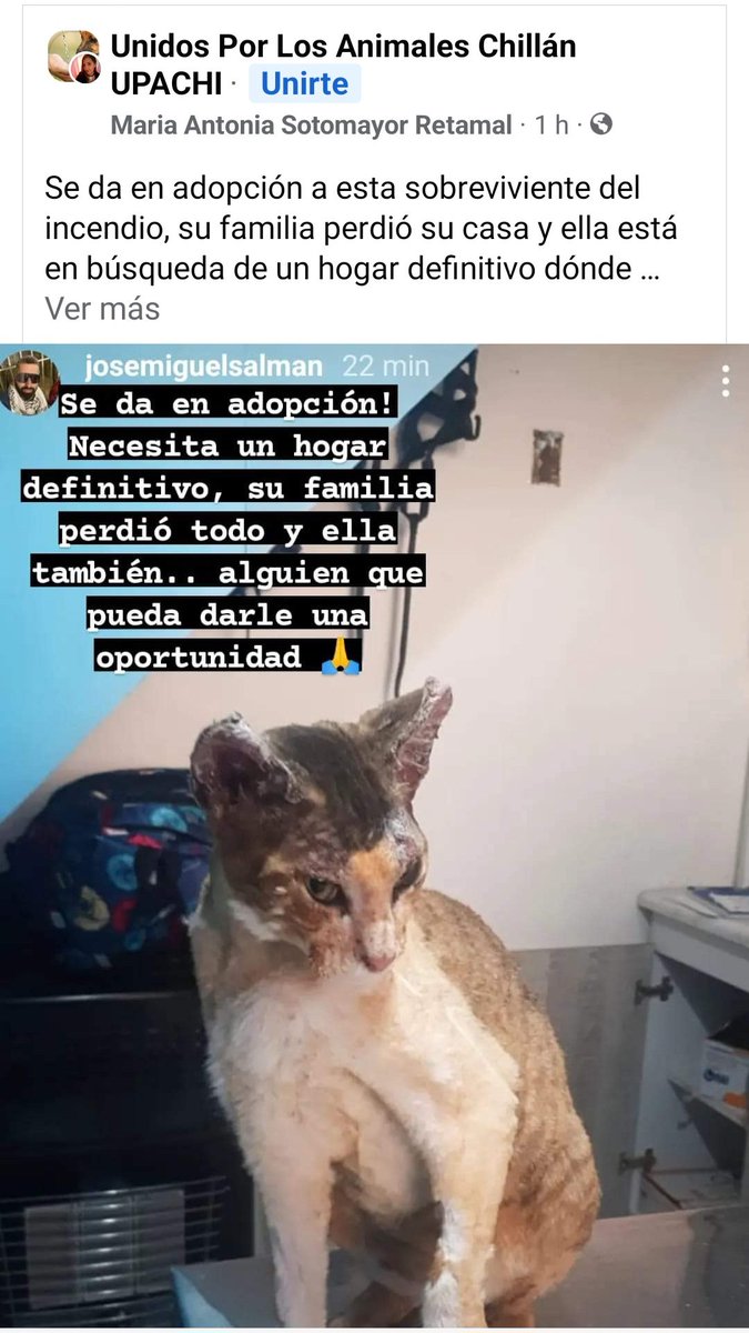 grilli451's tweet image. Gente de #Chillan se salvo esta gatita y esta en adopción!! Alguien??