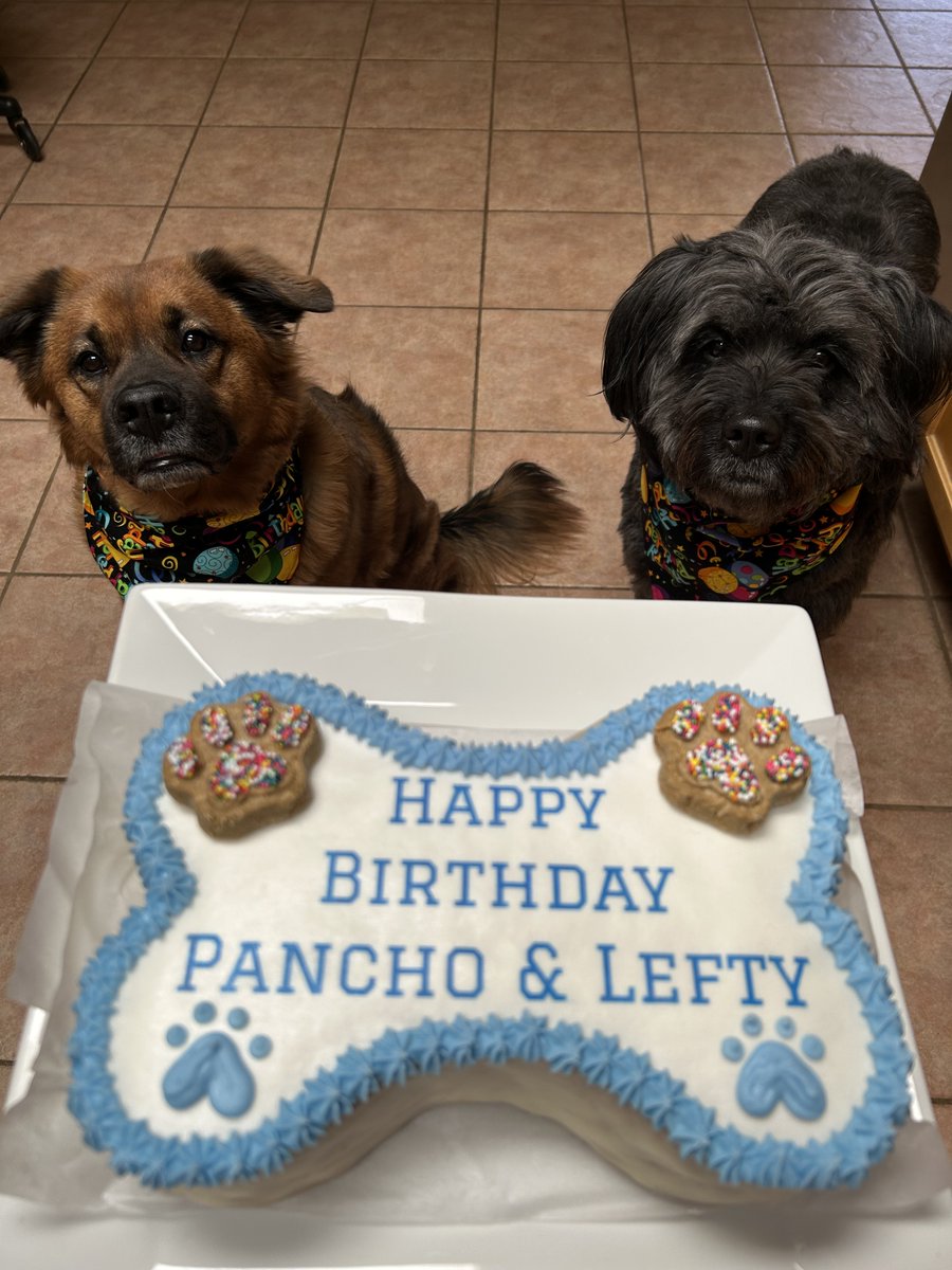 Happy 5th Birthday, Pancho &amp; Lefty!!

Party's getting started with birthday bandanas from <a href="/CharliePawsUp/">Charlie Boo 💙🐶</a> and a super cake for dogs from dogsndonutstucson.com. 

#dogsoftwitter #ZSHQ