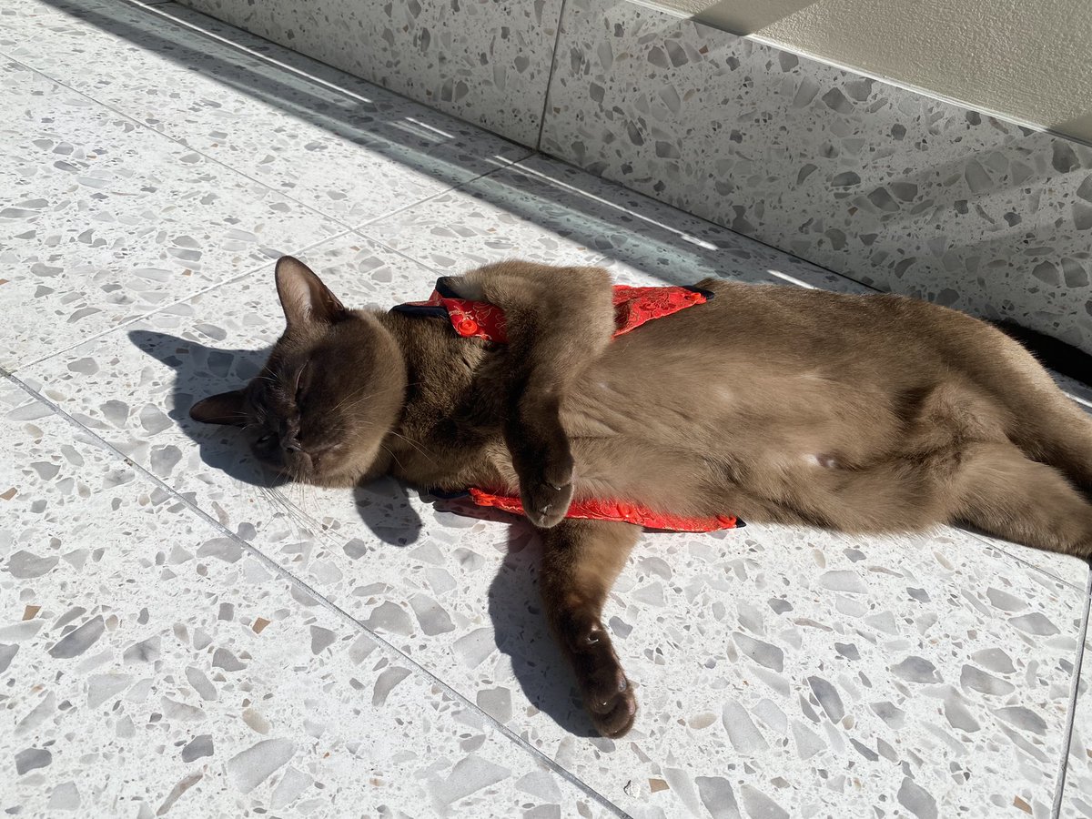 theburmesecat's tweet photo. Last day of CNY celebrations and your clothes don’t fit anymore… #CatsOfTwitter #CNY https://t.co/xaW3AJNqw9