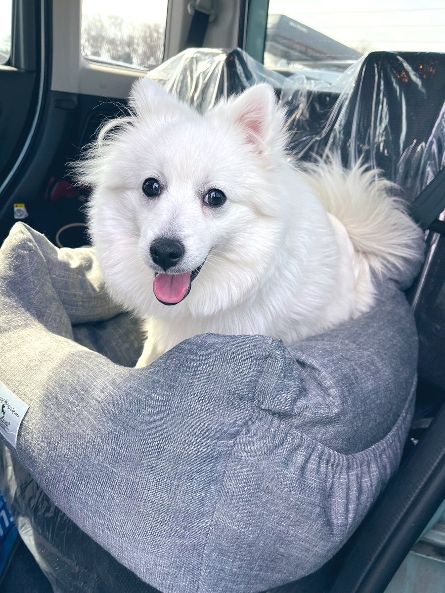 pon_spitz's tweet image. RADICAのドライブベッドをプレゼントさんたぽんぬ🚙🐾
生後7ヶ月のお祝いと抜糸が無事終わったお祝いに🥳🎁🎈

6kgの日本スピッツがLサイズでゆったり乗れるサイズで、車が揺れても安定してます🌳

#RADICA
#ドライブベッド
#日本スピッツ