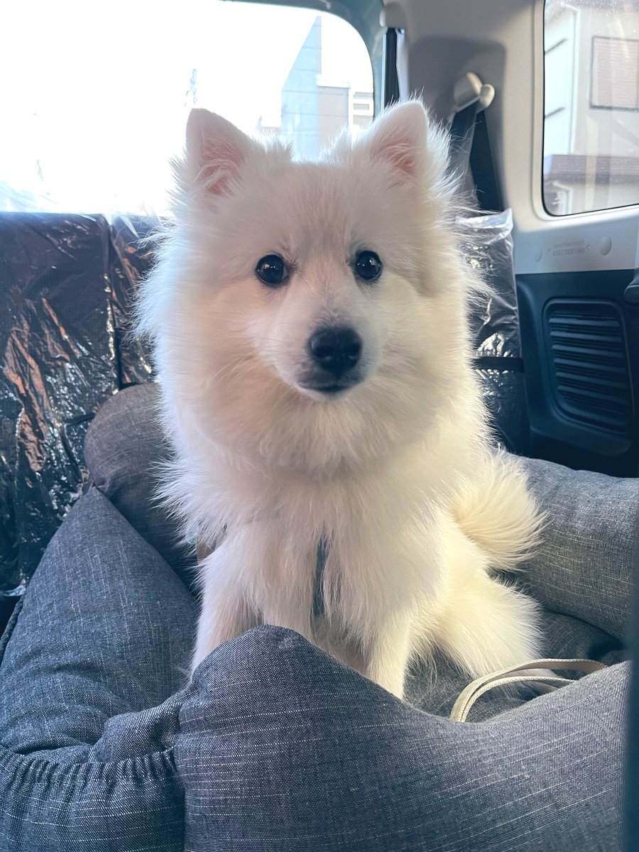 pon_spitz's tweet image. RADICAのドライブベッドをプレゼントさんたぽんぬ🚙🐾
生後7ヶ月のお祝いと抜糸が無事終わったお祝いに🥳🎁🎈

6kgの日本スピッツがLサイズでゆったり乗れるサイズで、車が揺れても安定してます🌳

#RADICA
#ドライブベッド
#日本スピッツ