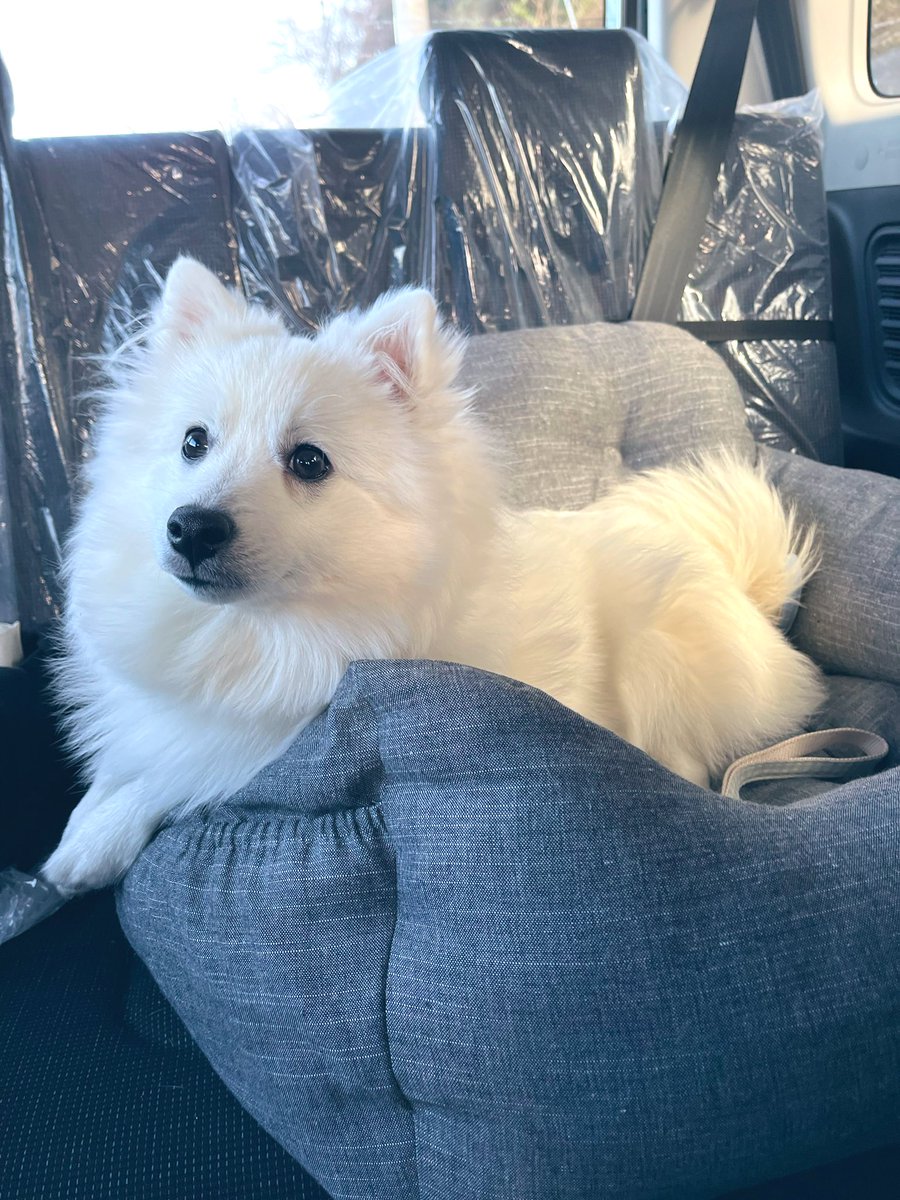 pon_spitz's tweet image. RADICAのドライブベッドをプレゼントさんたぽんぬ🚙🐾
生後7ヶ月のお祝いと抜糸が無事終わったお祝いに🥳🎁🎈

6kgの日本スピッツがLサイズでゆったり乗れるサイズで、車が揺れても安定してます🌳

#RADICA
#ドライブベッド
#日本スピッツ