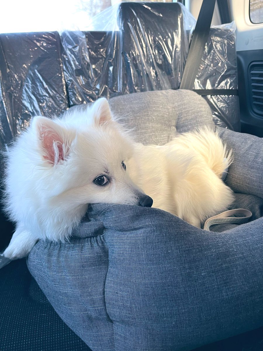 pon_spitz's tweet image. RADICAのドライブベッドをプレゼントさんたぽんぬ🚙🐾
生後7ヶ月のお祝いと抜糸が無事終わったお祝いに🥳🎁🎈

6kgの日本スピッツがLサイズでゆったり乗れるサイズで、車が揺れても安定してます🌳

#RADICA
#ドライブベッド
#日本スピッツ