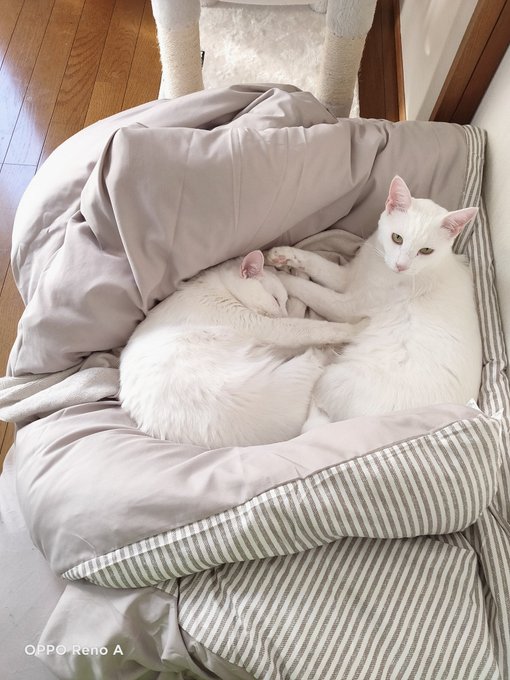 おはようございます 