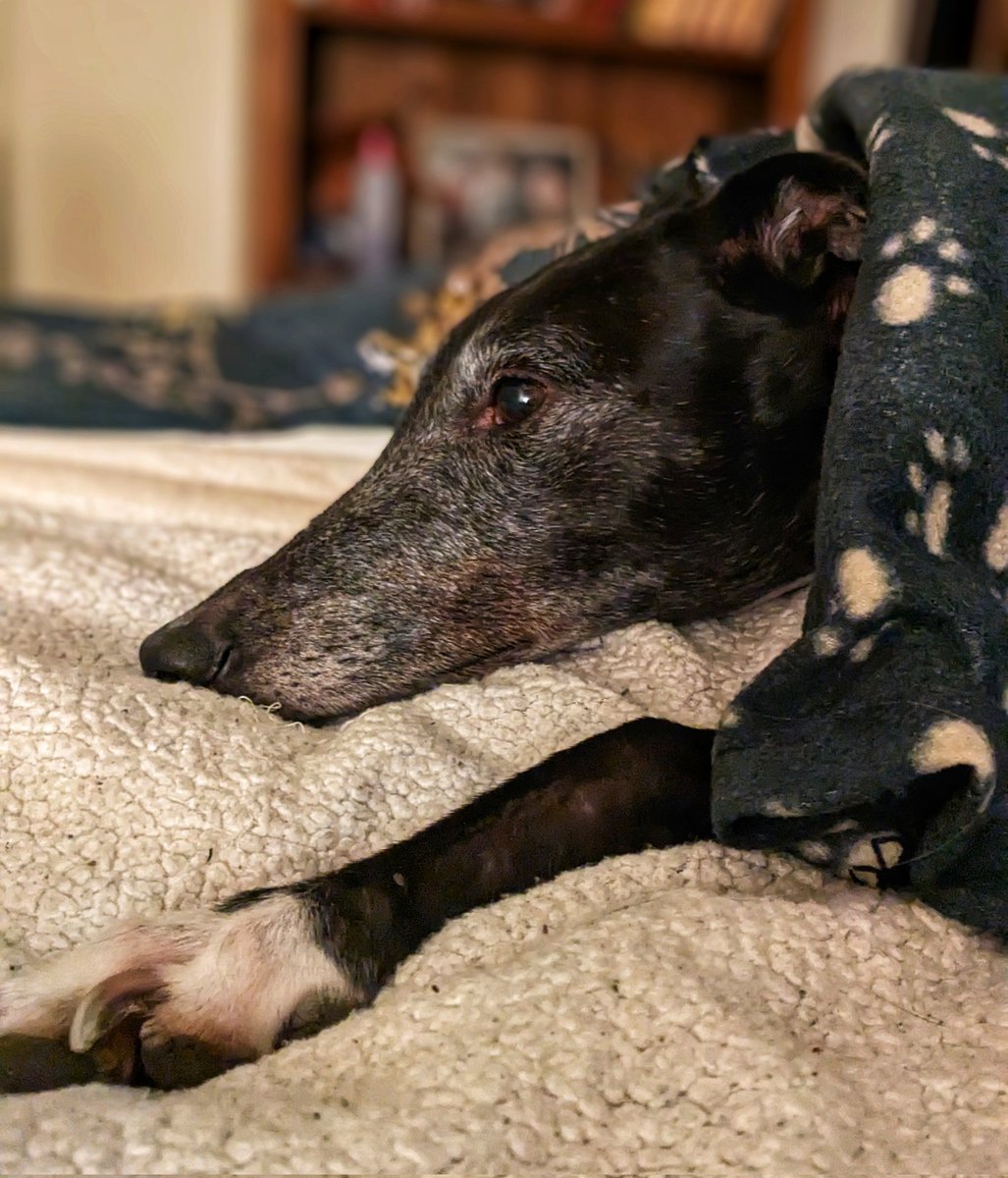 Have a good night, friends. There's an extra blessing going out to any doggo not yet living his/her best life waiting for their forever home. Keep the faith, someone will come along soon with open arms and a big heart. 
#PetsNotBets