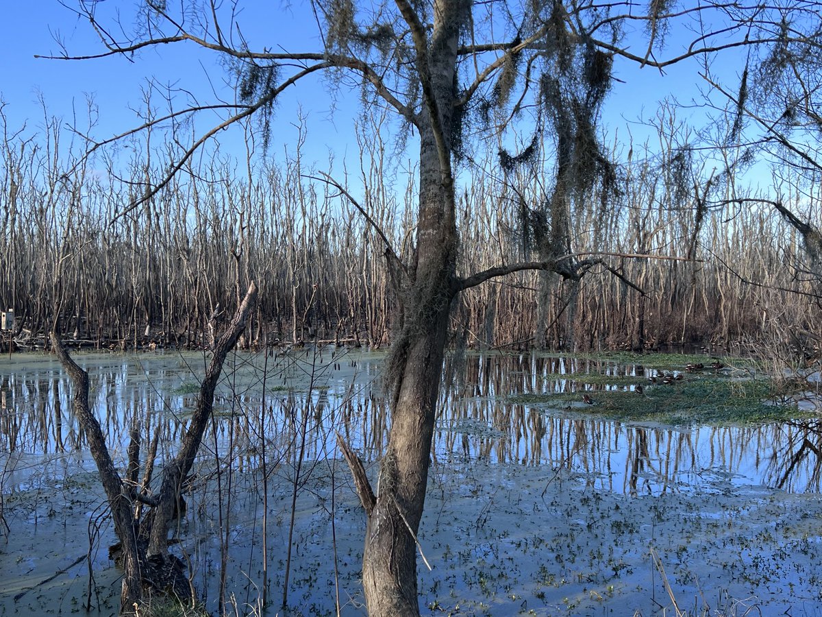 Visit to #brazosbend state park