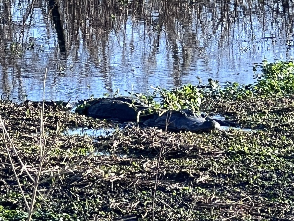 #brazosbend #alligators