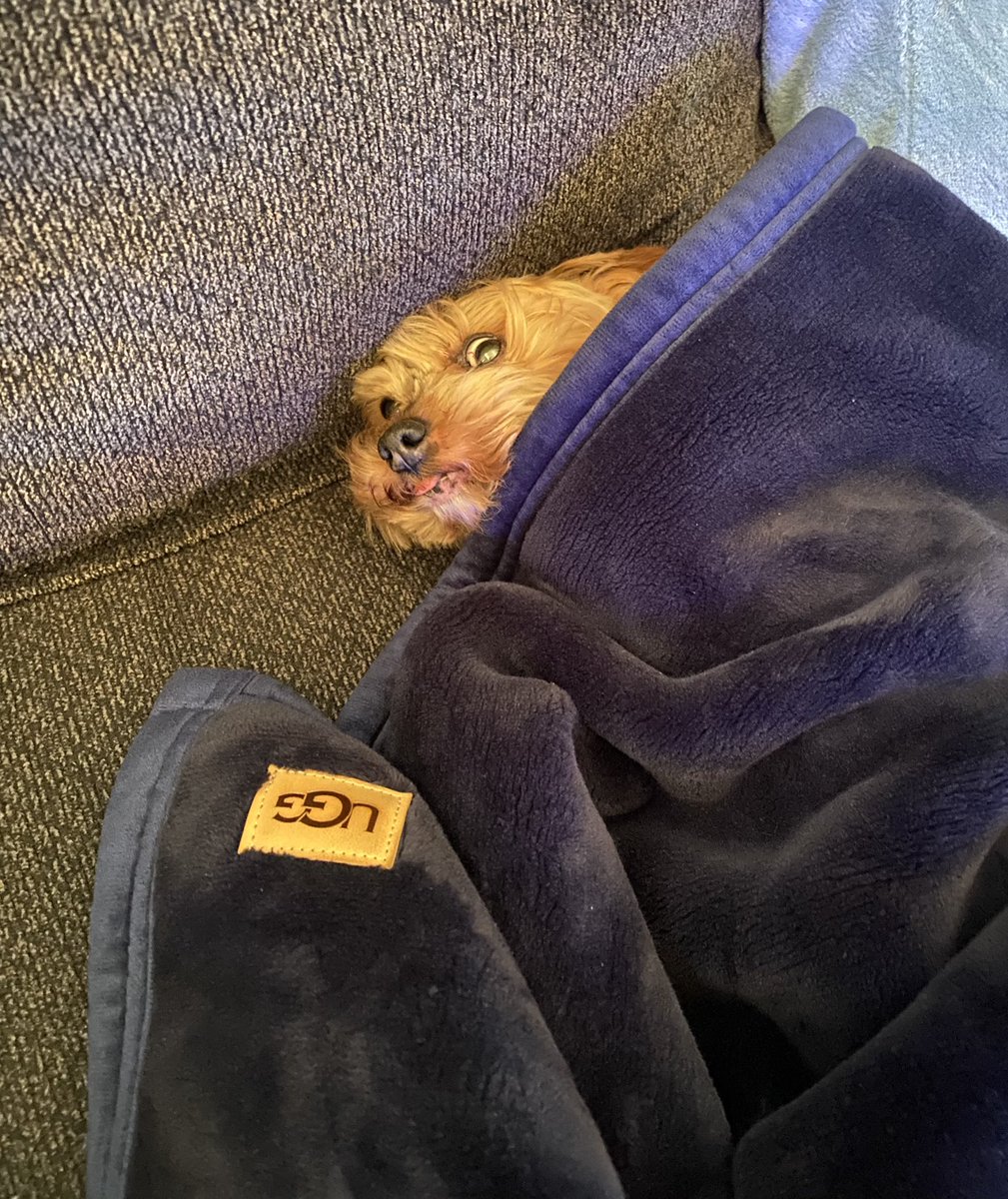 Brandon Menard tweet media