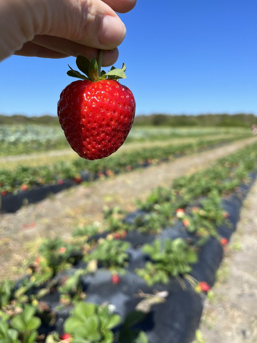 I picked a few strawberries today at Hunsader Farms in Bradenton. (10lbs worth!) I’ve already given some away, made sugar-free freezer jam, dipped some in chocolate, and have a batch in the freezer. 🍓

#freshfromflorida #BradentonArea