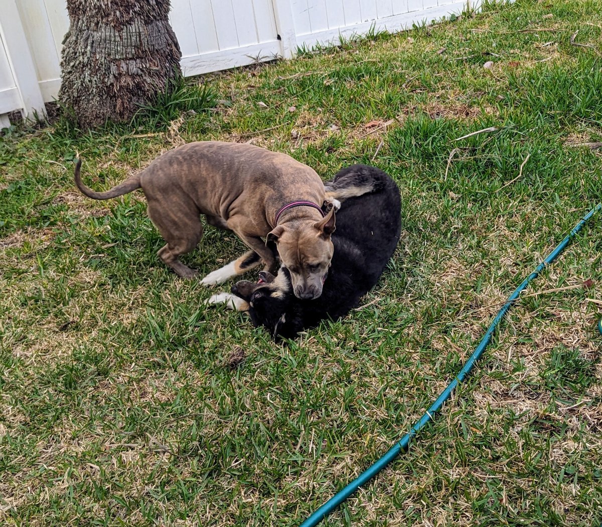 jax_bch's tweet photo. Indigo played nice as long as she could....... https://t.co/AmOyFgUU4I