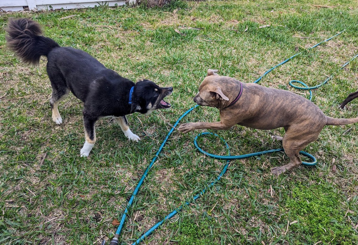 jax_bch's tweet photo. Roscoe escapes and goes on the offensive.... https://t.co/rTrMyrFKCA