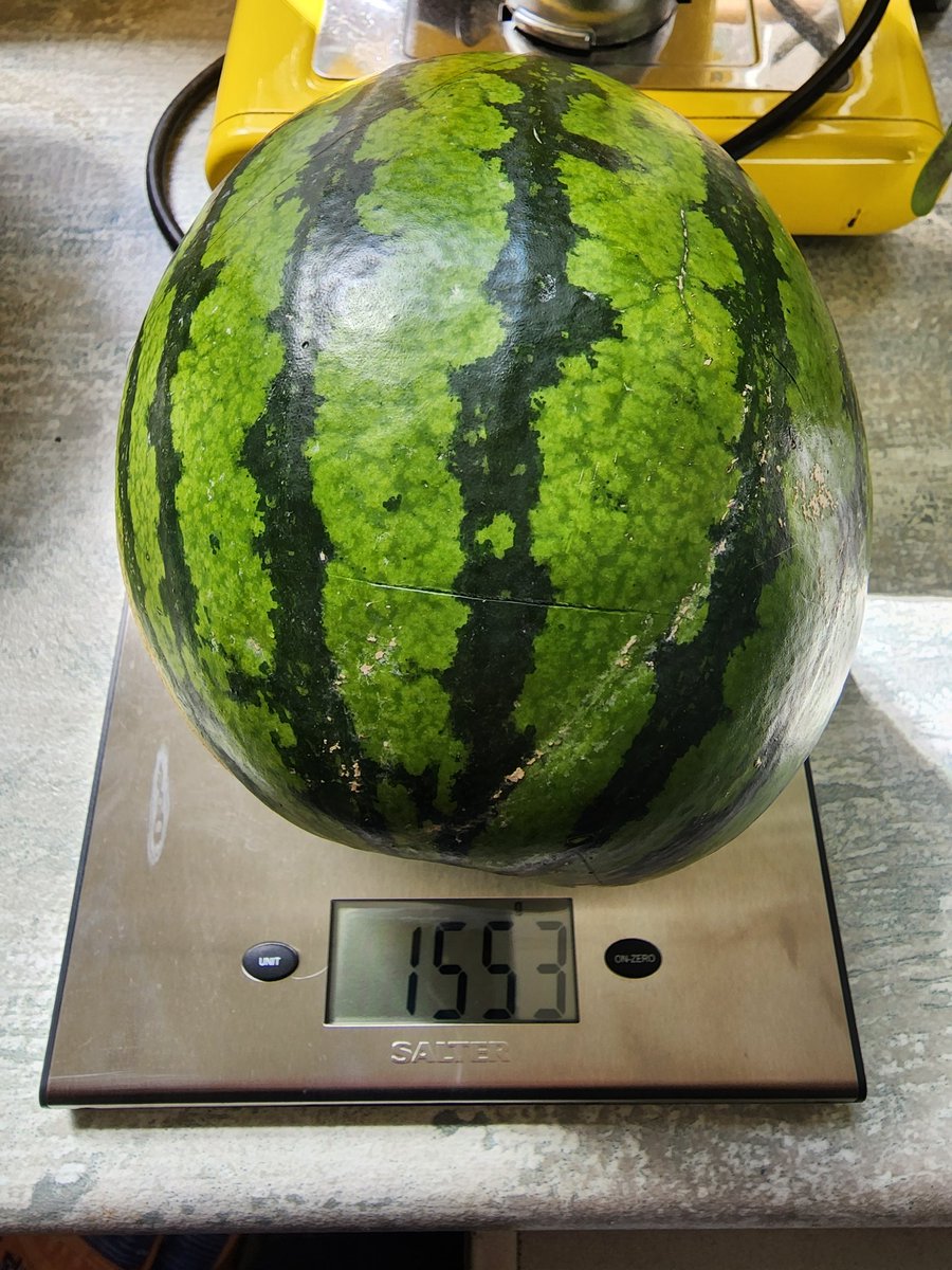 2covet's tweet photo. Kia ora Aotearoa NZ housebound home shoppers. Don't be fooled by Countdown's picture of a 'large' in season watermelon for $10 (exhibit a). What you will receive is only a hand-sized baby melon weighing 1.5kg (exhibit b and c). #Duopoly #nzpol #CountdownNZ #SupermarketDuopoly https://t.co/UE4qjCy42K